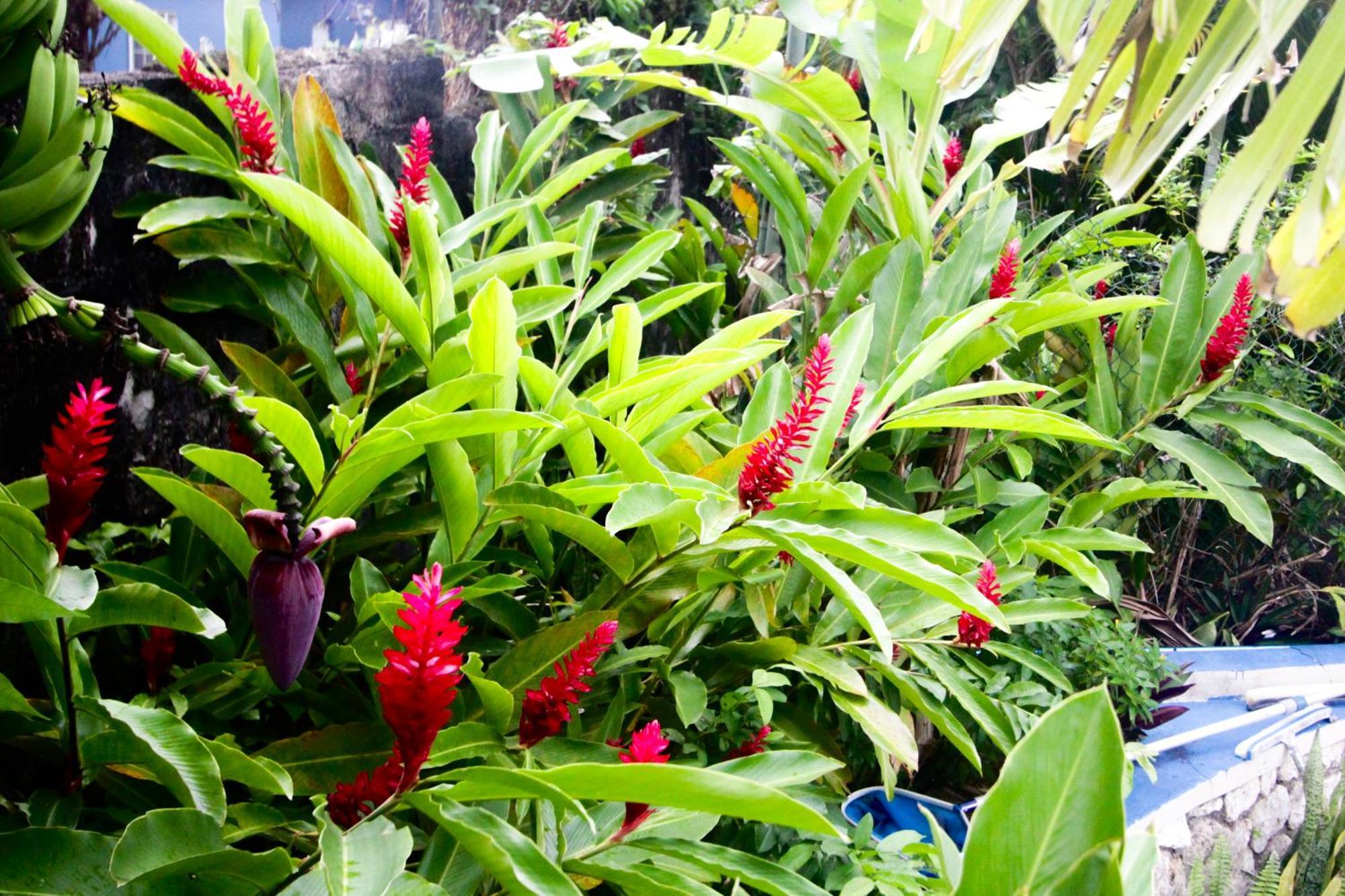Match Resort Port Antonio Exteriör bild